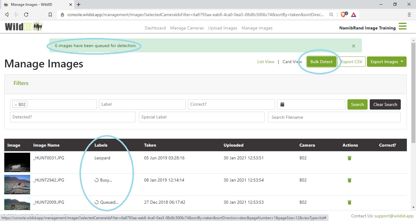 Example WildID screen showing how to bulk detect your camera trap images, and species detection statuses.