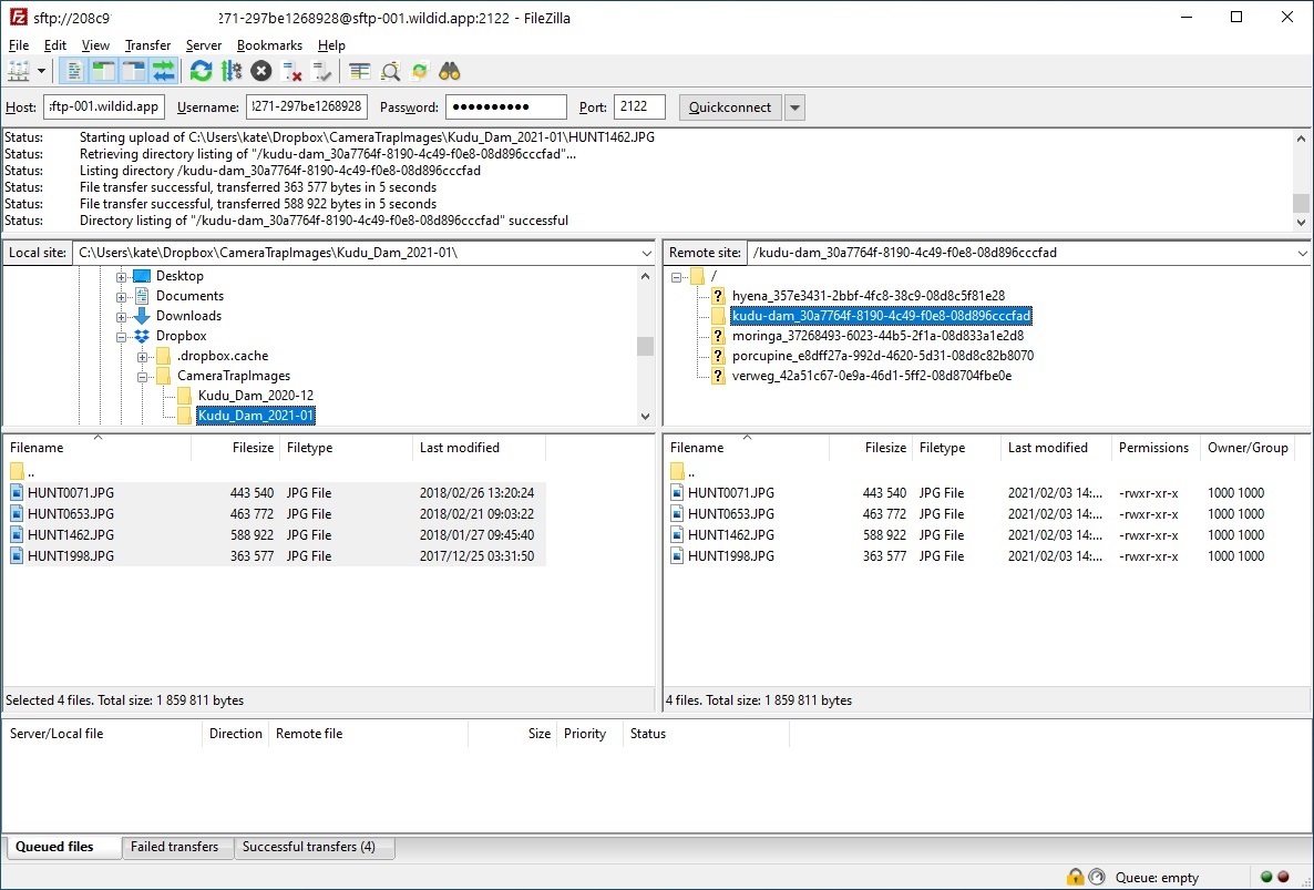 Example FileZilla screen showing SFTP bulk upload to WildID - copy camerra trap images.