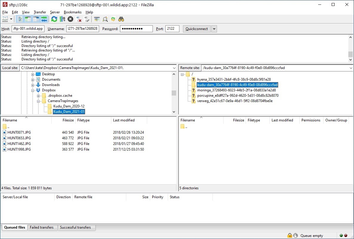 Example FileZilla screen showing SFTP bulk upload to WildID - navigate local folders for camera trap images.